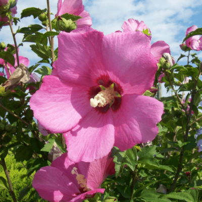 Гибискус сирийский Вудбридж Гибискус сирийский Вудбридж фото