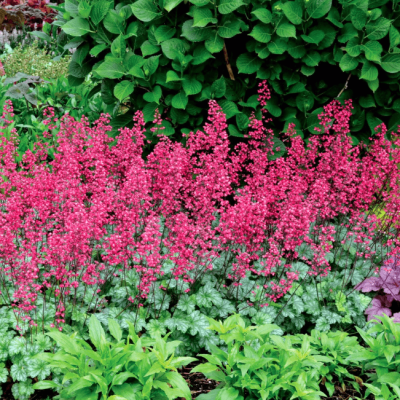 Гейхера Париж фото