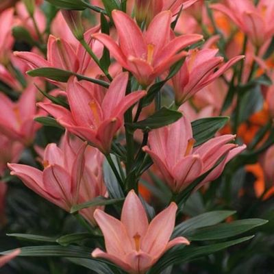 Лилия Литтл Кисс Лилия Литтл Кисс - Dolina-Sad.Ru