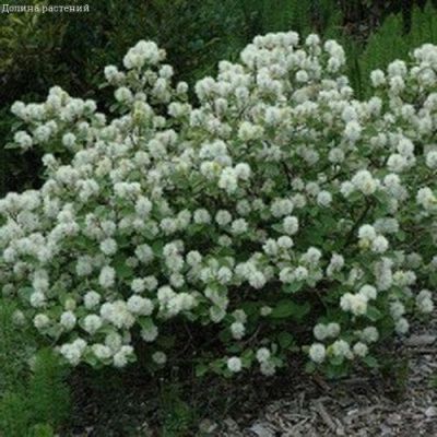 Фотергилла средняя Блю Шадоу Фотергилла средняя Блю Шадоу фото