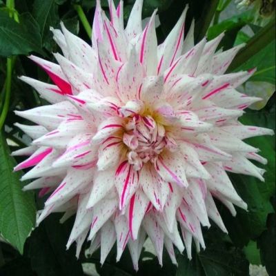 Георгина Микс Пеперминт Георгина Микс Пеперминт фото