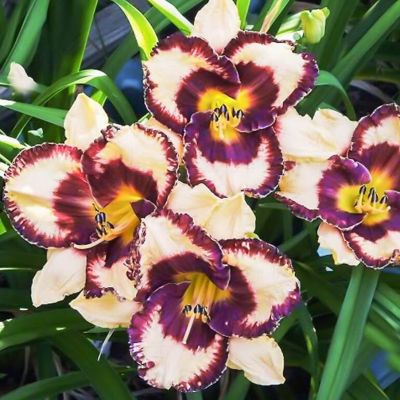 Лилейник Оупен Май Айс Лилейник Оупен Май Айс - Dolina-Sad.Ru