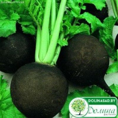 Редька Чернавка фото