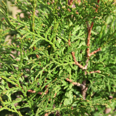 Туя западная Кинг оф Брабант Туя западная Кинг оф Брабант фото