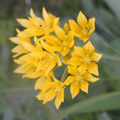 Аллиум Моли Аллиум Моли фото