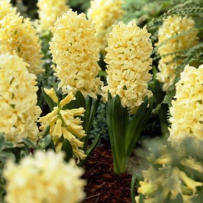 Гиацинт Джипси Принцесс фото