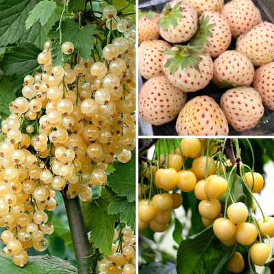 Комплект саженцев Ягод Альбинос - Dolina-Sad.Ru