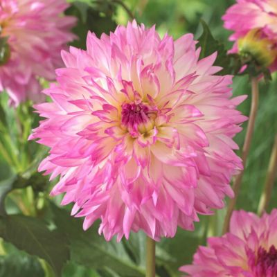 Георгина Кордесса Георгина Кордесса - Dolina-Sad.Ru