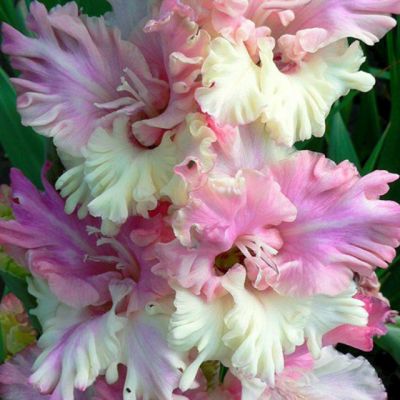 Гладиолус Жертва Гламура Гладиолус Жертва Гламура - Dolina-Sad.Ru