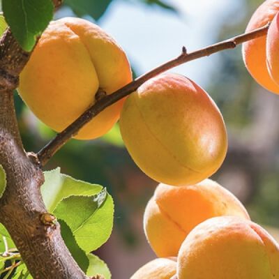 Абрикос Уралец Абрикос Уралец - Dolina-Sad.Ru