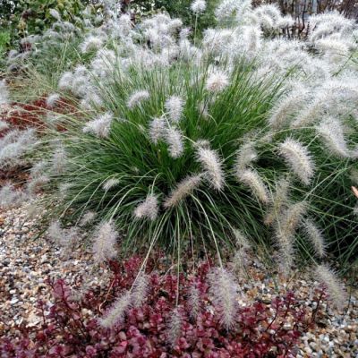 Пеннисетум лисохвостый Хамельн Пеннисетум лисохвостый Хамельн фото