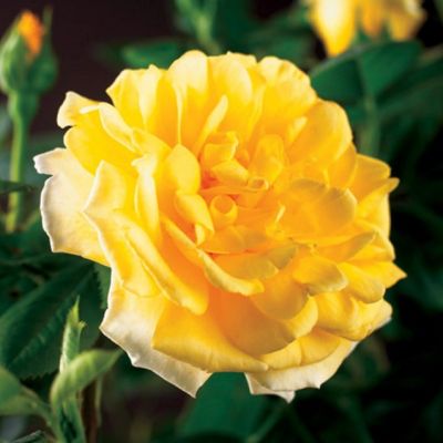 Роза Голден Клаймбер Роза Голден Клаймбер - Dolina-Sad.Ru