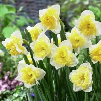 Нарцисс Принтал Нарцисс Принтал фото