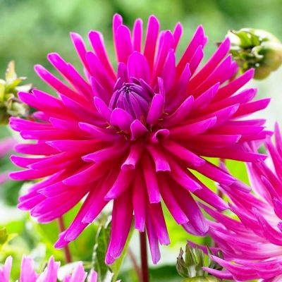 Георгина Папл Сити Георгина Папл Сити фото