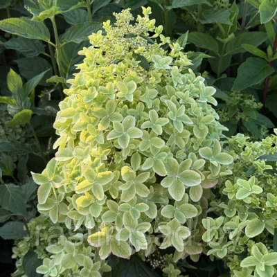 Гортензия метельчатая Металика, С2 - Dolina-Sad.Ru