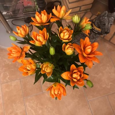 Лилия Датч Дизайн Лилия Датч Дизайн - Dolina-Sad.Ru