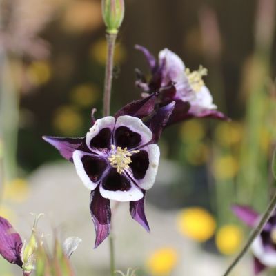 Аквилегия Вильям Гиннес Аквилегия Вильям Гиннес - Dolina-Sad.Ru