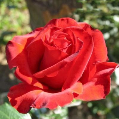 Роза Серенада - Dolina-Sad.Ru