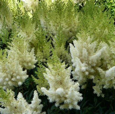 Астильба Юник Уайт Астильба Юник Уайт фото