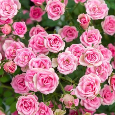 Роза Мистер Вандер Роза Мистер Вандер - Dolina-Sad.Ru