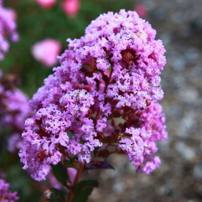 Лагерстремия индийская Этернал Лагерстремия индийская Этернал - Dolina-Sad.Ru