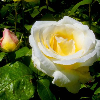 Роза Паскаль Роза Паскаль - Dolina-Sad.Ru