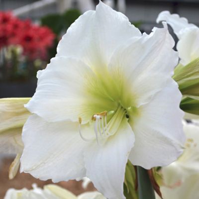 Амариллис Кристмас Гифт - Dolina-Sad.Ru