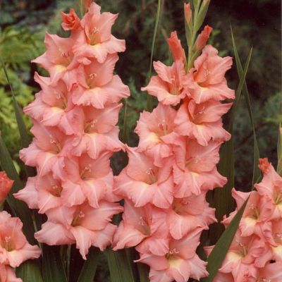 Гладиолус Спик энд Спан Гладиолус Спик энд Спан - Dolina-Sad.Ru