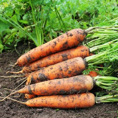 МОРКОВЬ ВИТАМИННАЯ (ЛЕНТА) МОРКОВЬ ВИТАМИННАЯ (ЛЕНТА) - Dolina-Sad.Ru