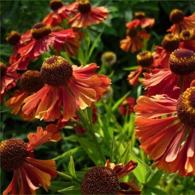 Гелениум Ранчера Гелениум Ранчера - Dolina-Sad.Ru