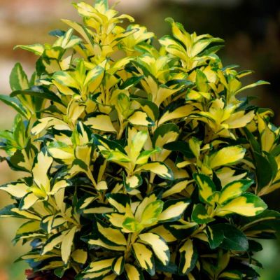 Бересклет японский Экстаз Бересклет японский Экстаз - Dolina-Sad.Ru