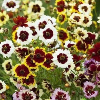 Кореопсис смесь Кореопсис смесь фото