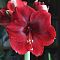 Амариллис Магнум - Dolina-Sad.Ru