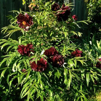 Пион древовидный Блэк Пион древовидный Блэк - Dolina-Sad.Ru