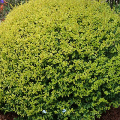 Бирючина овальнолистная Бирючина овальнолистная фото