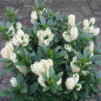 Лавровишня Гаджо Лавровишня Гаджо - Dolina-Sad.Ru