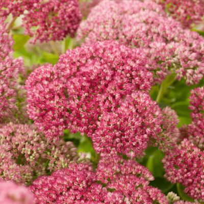 Седум гибридный Аутумн Джой Седум гибридный Аутумн Джой фото