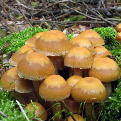 Опенок летний (дер. палочке) Опенок летний (дер. палочке) фото