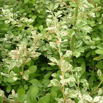 Барбарис тунберга Сильвер Бьюти Барбарис тунберга Сильвер Бьюти фото