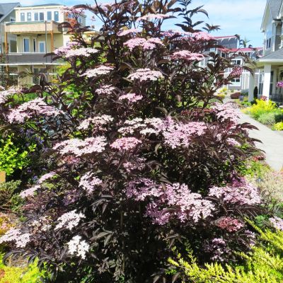 Бузина черная Блек Бьюти Бузина черная Блек Бьюти фото