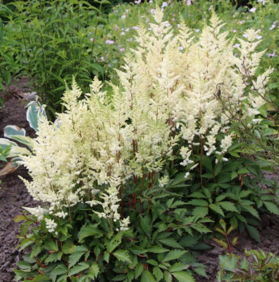 Астильба Юник Уайт Астильба Юник Уайт фото