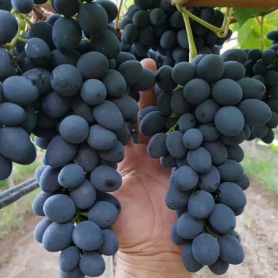 Виноград Сфинкс фото