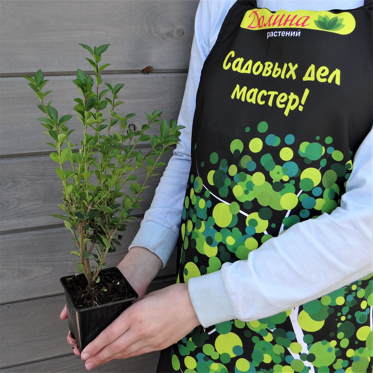 Бирючина овальнолистная Бирючина овальнолистная фото