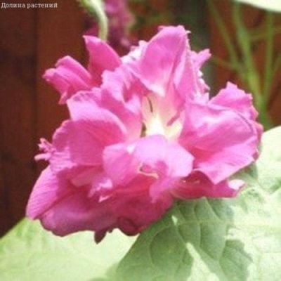 Ипомея Леди Флер, махровая фото