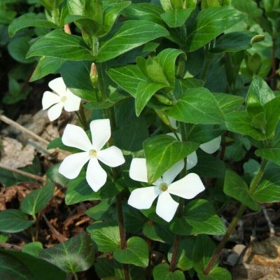 Барвинок большой Альба Барвинок большой Альба - Dolina-Sad.Ru