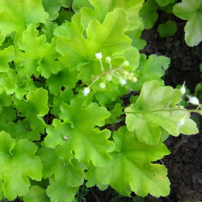 Гейхера Писташ - Dolina-Sad.Ru