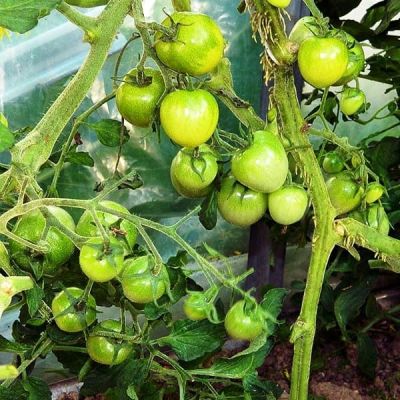 Томат Коктейль мохито автор. Томат Коктейль мохито автор. фото