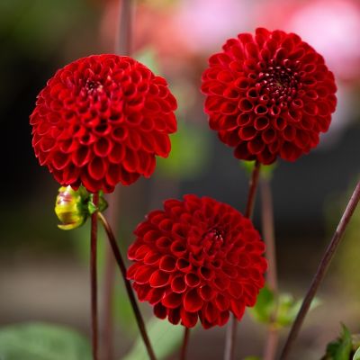 Георгина Нэшио Георгина Нэшио - Dolina-Sad.Ru