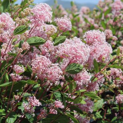 Цеанотус бледный "Жемчужная роза" Цеанотус бледный "Жемчужная роза" - Dolina-Sad.Ru