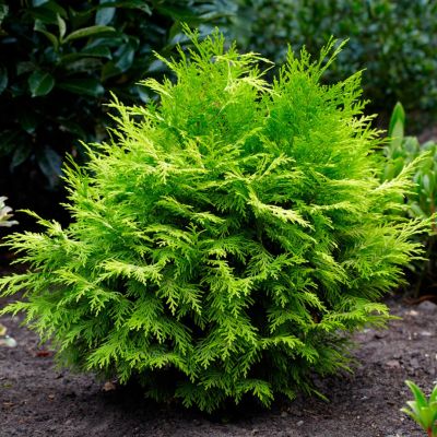 Кипарисовик Лавсона Санни Смайл Кипарисовик Лавсона Санни Смайл - Dolina-Sad.Ru